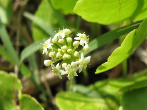 Floating Pennyroyal (Hydrocotyle ranunculoides)