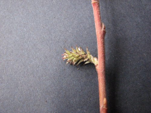 Prairie Willow (Salix humilis)