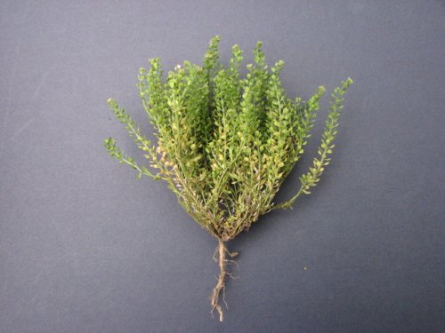 Veiny Pepperweed (Lepidium oblongum)