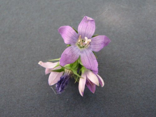 Clasping Leaf Venus' Looking G (Triodanis perfoliata)