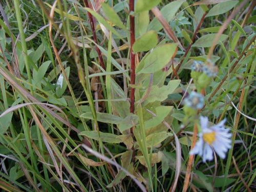 Showywand Goldenrod (Solidago speciosa)