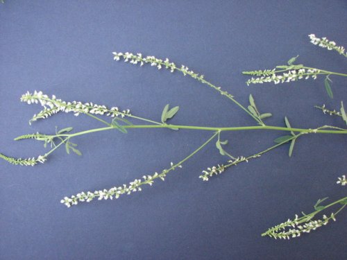 White Sweet Clover (Melilotus albus)