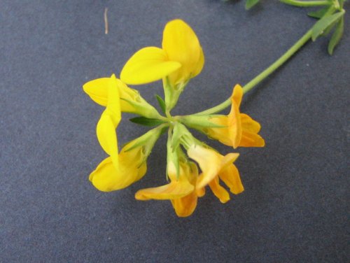 Birds Foot Trefoil (Lotus corniculatus)