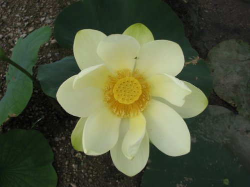 American Lotus (Nelumbo lutea)