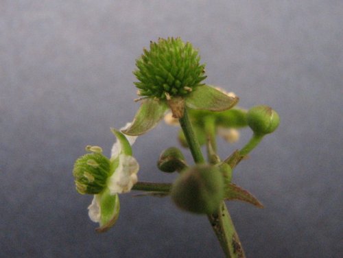 Upright Burhead (Echinodorus berteroi)