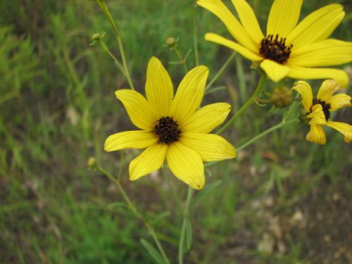 Tall Coreopsis (Coreopsis tripteris)