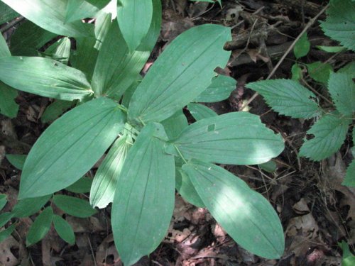 Large Flower Bellwort (Uvularia grandiflora)