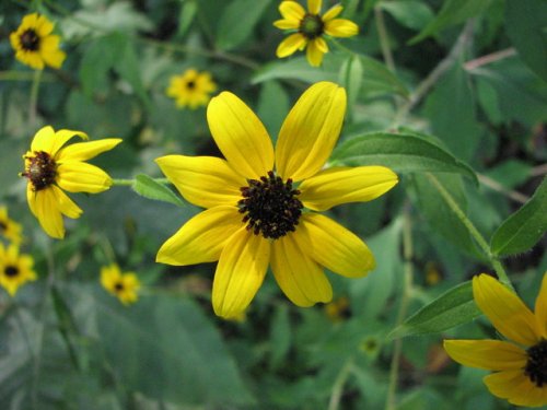 Brown-eyed Susan (Rudbeckia triloba)