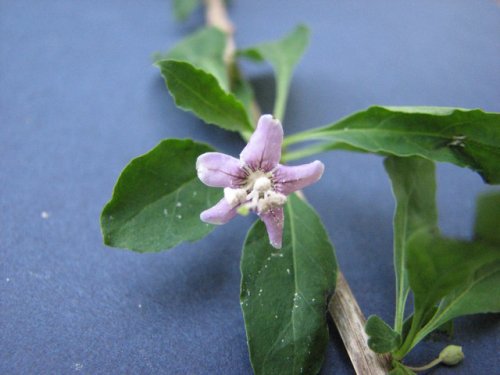 Matrimony Vine (Lycium barbarum)