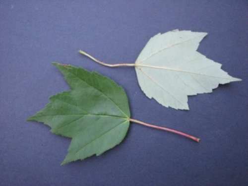 Red Maple (Acer rubrum)