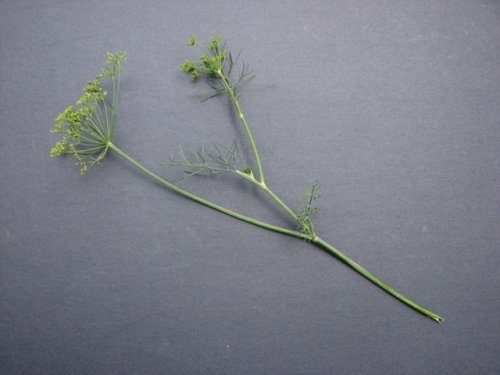 Dill (Anethum graveolens)