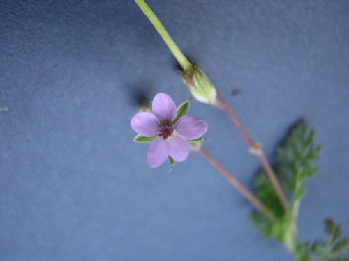 Red Stem Stork's Bill (Erodium cicutarium)