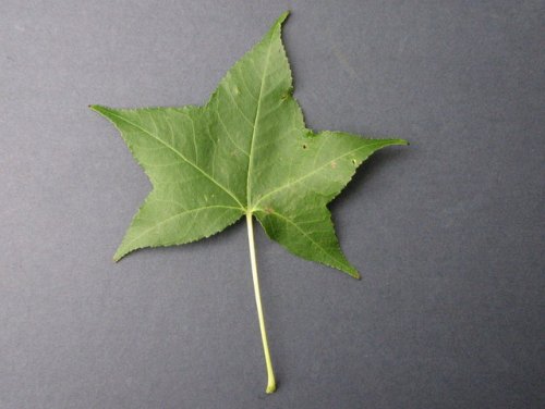 American Sweetgum (Liquidambar styraciflua)