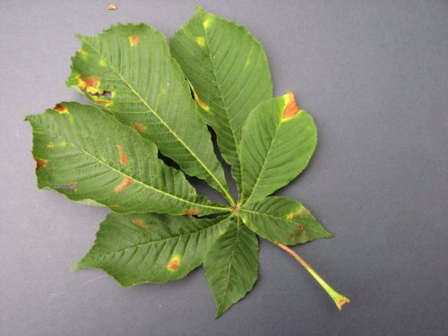 Horse Chestnut (Aesculus hippocastanum)