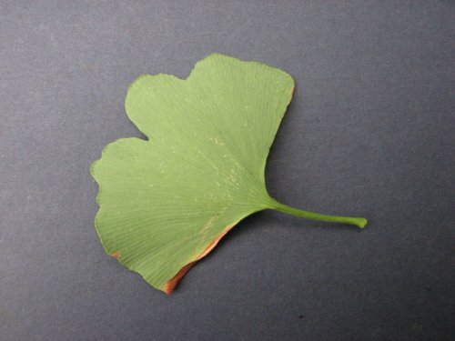 Maidenhair Tree (Ginkgo biloba)