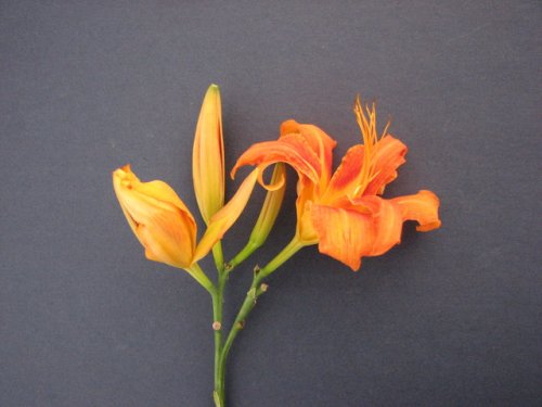 Orange Day Lily (Hemerocallis fulva)