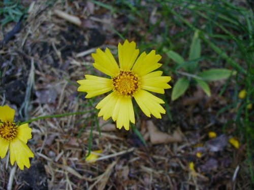 Big Flower Coreopsis (Coreopsis grandiflora)