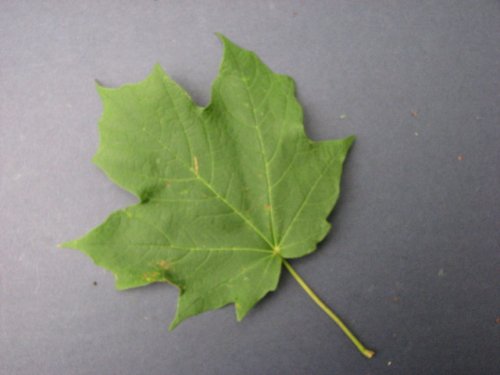 Sugar Maple (Acer saccharum)