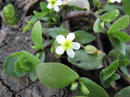 Disk Leaf Water Hyssop (Bacopa rotundifolia)