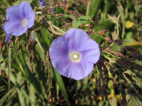 Ivy Leaf Morning Glory (Ipomoea hederacea)