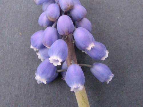 Common Grape Hyacinth (Muscari botryoides)