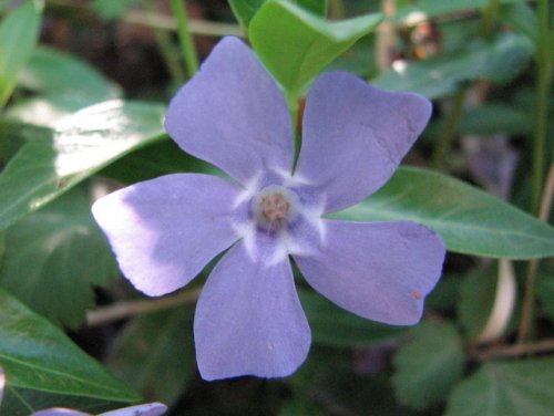 Lesser Periwinkle (Vinca minor)