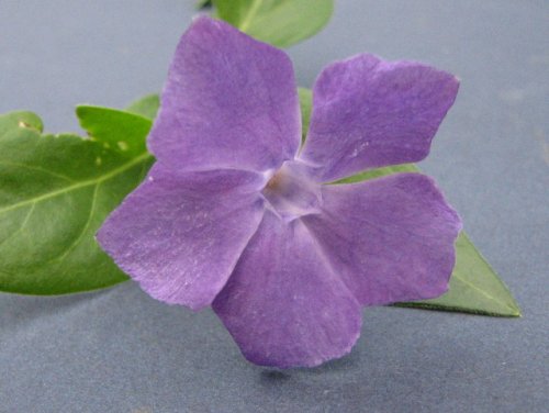 Greater Periwinkle (Vinca major)