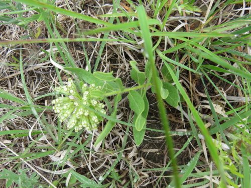 Woolly Milkweed (Asclepias lanuginosa)