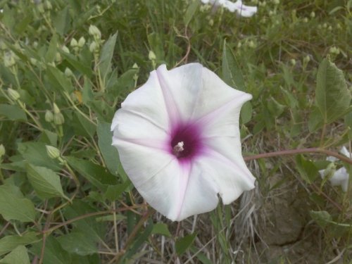 Narrowleaf morning glory (Ipomoea shumardiana)