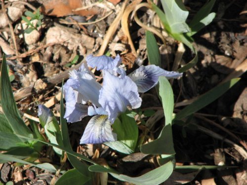 Dwarf bearded Iris (Iris pumila)