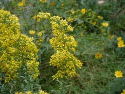 Gray Goldenrod (Solidago nemoralis)