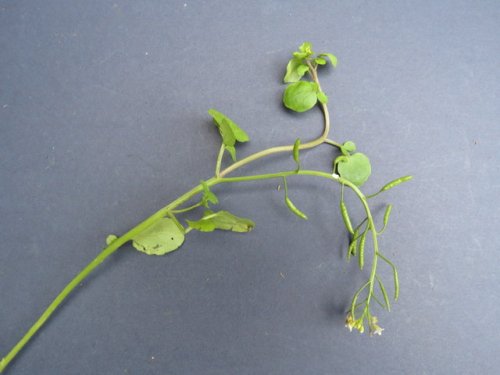 Common Watercress (Nasturtium officinale)