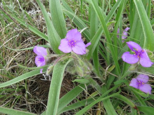 Tharp's Spiderwort (Tradescantia tharpii)