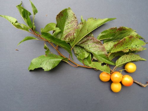 Wild Goose Plum (Prunus munsoniana)