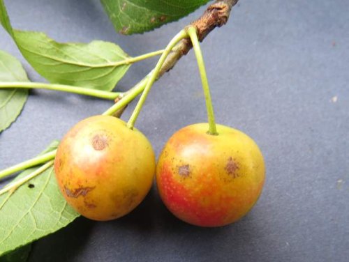 Hortulan Plum (Prunus hortulana)