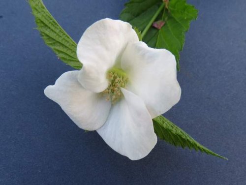 Jetbead (Rhodotypos scandens)