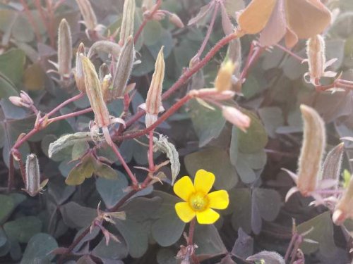 Creeping Wood Sorrel (Oxalis corniculata)