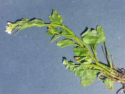 Bulbous Bittercress (Cardamine bulbosa)