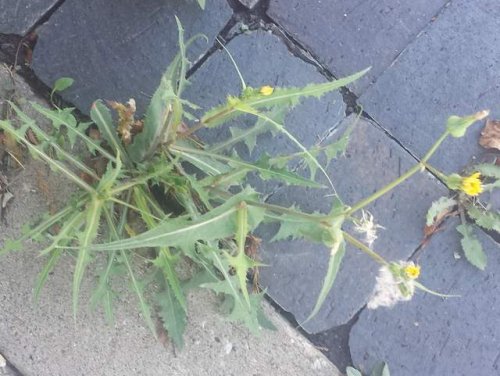 Common sow thistle (Sonchus oleraceus)