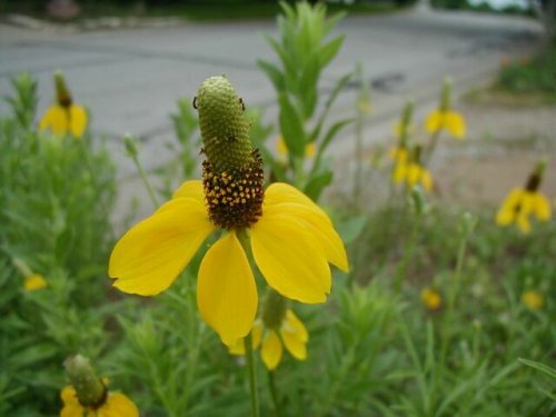 Prairie Coneflower (Ratibida columnifera)