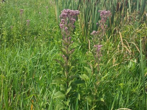 Spotted Joe-Pye Weed (Eupatorium maculatum)