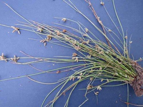 Rocky Mountain bulrush (Schoenoplectiella saximontana)