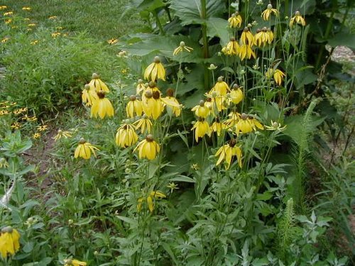 Gray-headed Coneflower (Ratibida pinnata)