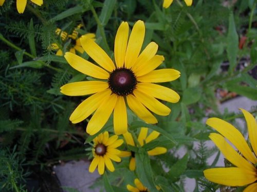 Black Eyed Susan (Rudbeckia hirta)