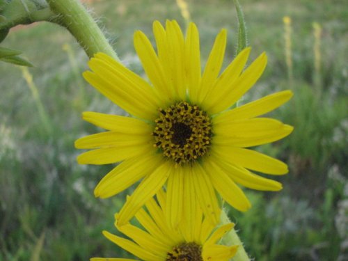 Compass Plant (Silphium laciniatum)