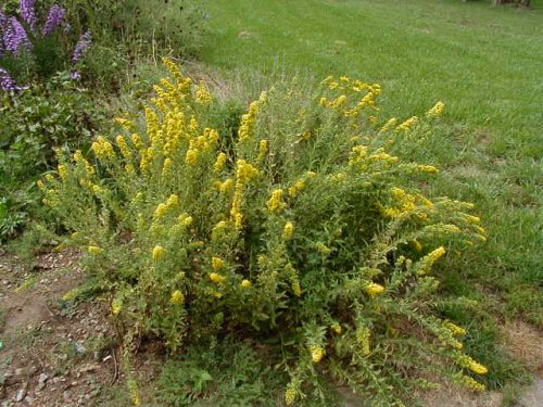 Downy Goldenrod (Solidago petiolaris)