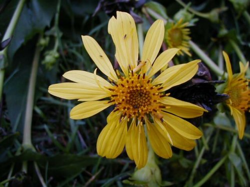 Cup Plant (Silphium perfoliatum)