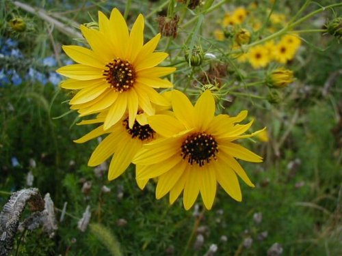 Willow Leaf Sunflower (Helianthus salicifolius)