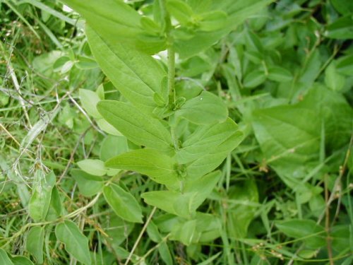 Spotted St. John's-wort (Hypericum punctatum)