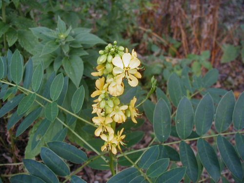 Maryland Senna (Cassia marilandica)